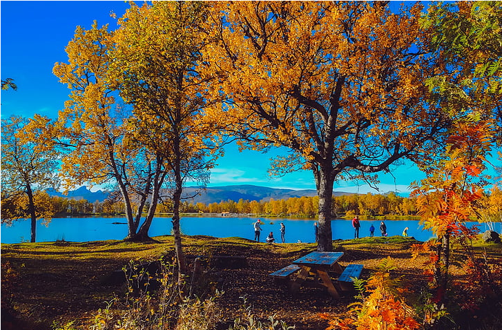 fall trees 