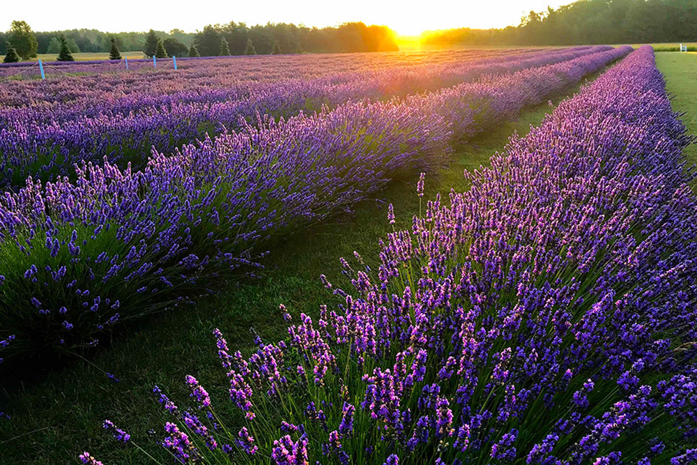 flower field